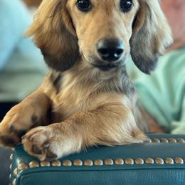 Dachshund puppies from Strom Ranch