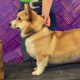 Tex - Pembroke Welsh Corgi