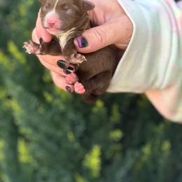 Yorkipoo puppies from Imperial Dogs
