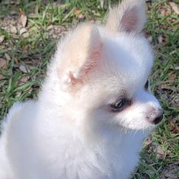 Pomeranians from Pomkins Family