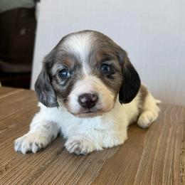 Stella - Dapple female Dachshund puppy in Hawley, Texas from Foxy’s Dachshunds & Toy Aussies