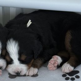 Bernese Mountain Dogs and Labrador Retrievers from Concannon Hill Kennel