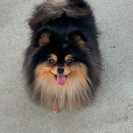 Rosie - Pomeranian