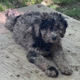 Diorite - Merle male Goldendoodle puppy in Philadelphia, Pennsylvania from Jah’s Retrievers