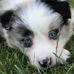 Border Collie Puppies from Team Reeves Ranch