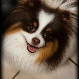 Addi - Pomeranian