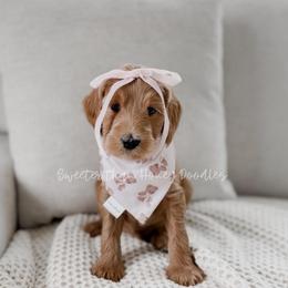 Hunny - Apricot female Goldendoodle puppy in Roanoke Rapids, North Carolina from Sweeter than Honey Doodles