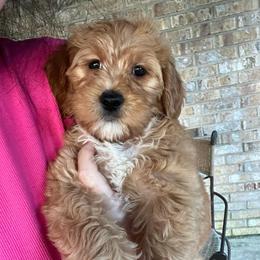 Gray Girl - Red  female Goldendoodle puppy in Richmond, Kentucky from The Doting Doodle