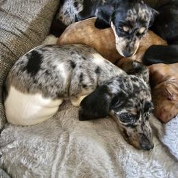 Dachshund Puppies from Winnie's Wonders