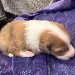 Scottish Collie Puppies from Sundance Scottish-Colleys