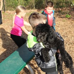 Poodle Puppies from Simply Standard Poodles
