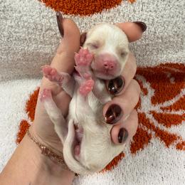 Raven - Silver and white female Chihuahua puppy in Seneca, Missouri from Stephanie’s Puppy Colony