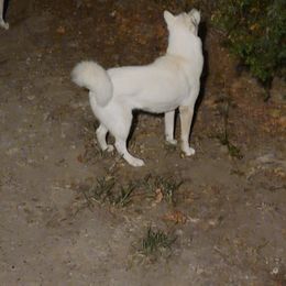 ICE - Siberian Husky