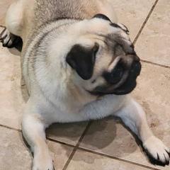 Lucas - Pug