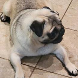 Lucas - Pug