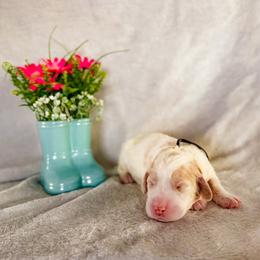 Snap Dragon (Snap) - Parti male Labradoodle puppy in Elizabeth City, North Carolina from Howdy Doodles