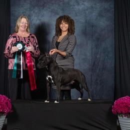 Girl 1 - female American Pit Bull Terrier puppy in Nine Mile Falls, Washington from Bartin Kennels