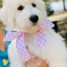 Goldendoodle Puppies from Thompson Creek Doodles