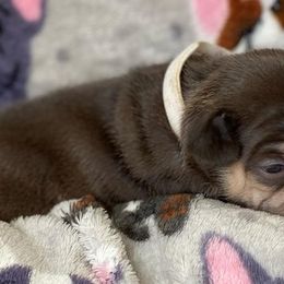 French Bulldogs from All Star Frenchies
