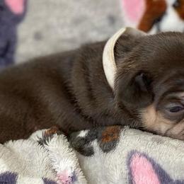 French Bulldogs from All Star Frenchies