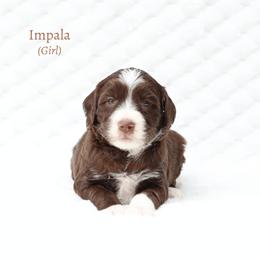 Girl 2 - female Australian Labradoodle puppy in Hurricane, Utah from Red Desert Doodles