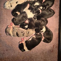 Mantle Male C - Mantle male Great Dane puppy in Golconda, Illinois from Breken Great Danes