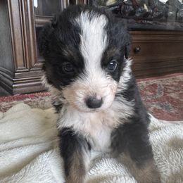 Girl 2 - female Australian Shepherd puppy in Nezperce, Idaho from Willow Creek Farm