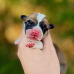 Boy 2 - Red male Pembroke Welsh Corgi puppy in Yulee, Florida from Pembroke Welsh Corgis at Belle Haven
