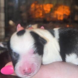 Angus - Black and white male Border Collie puppy in Liverpool, Pennsylvania from Breezy Acres Stock & Sporting Dogs