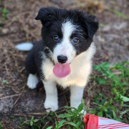 Trinket - Black and white female Border Collie puppy in Ocala, Florida from Oddity Kennels