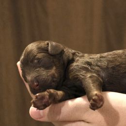 Fudge - Brown merle male Aussiedoodle puppy in Vallejo, California from Well Rooted Doodles