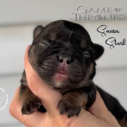 Game of Thrones, Sansa Stark (maybe fluffy) - Black and tan female French Bulldog puppy in Salem, Oregon from Toy House Frenchies