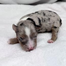 Toketee - Blue merle male Toy Australian Shepherd puppy in Bly, Oregon from Apacheblus Toy Aussies