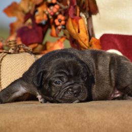 Tunie - Brindle and white female French Bulldog puppy in Gober, Texas from Trigger Time Kennels