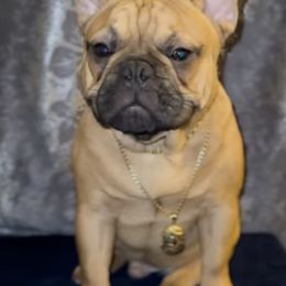 French Bulldogs from 5k Frenchies