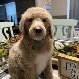 Poodle Puppies from Sooner State Standards