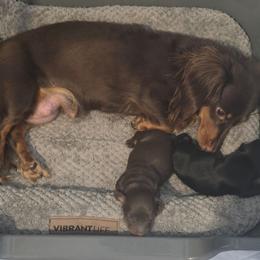 Dachshund puppies from Tps Teeny Weins