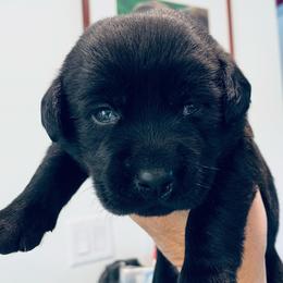 Izzy - Black female Labrador Retriever puppy in Arlington, Iowa from Uncle Bucks Labrador Retrievers