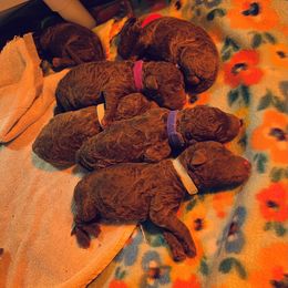 Australian Terrier, Chesapeake Bay Retriever, and Golden Retriever Puppies from Breezeswept Kennel