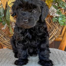 Rook - Black male Goldendoodle puppy in Enumclaw, Washington from Owen-a-Doodle