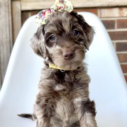 Doe - Merle female Goldendoodle puppy in Pulaski, Tennessee from Doodle My Heart