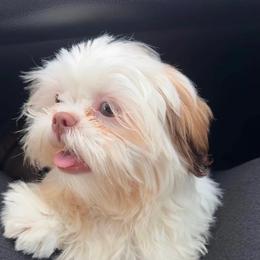 Mellow - Liver male Shih Tzu puppy in Stafford, Virginia from Bayview Pups