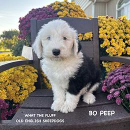 BO PEEP - Gray and white female Old English Sheepdog puppy in Blackfoot, Idaho from What the Fluff Old English Sheepdog