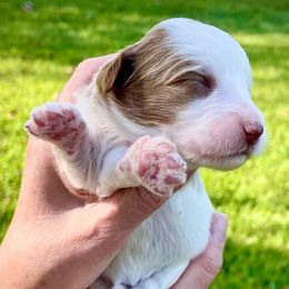Pumpkin - Parti female Goldendoodle puppy in Arlington, Texas from Kel's Tails Poodles & Doodles