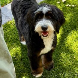Summer - Bernedoodle