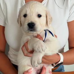 Bullseye - Light golden male Golden Retriever puppy in Rancho Cucamonga, California from Robinson Retrievers