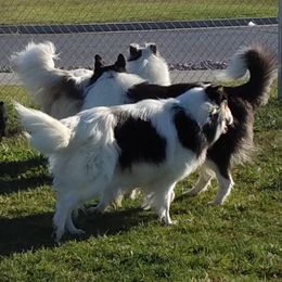 Collie puppies from Desert Kennels