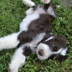 Aussiedoodles from Allons-yLife