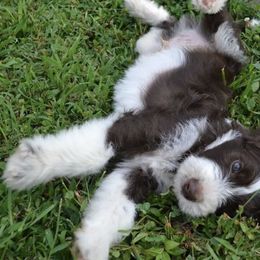 Aussiedoodles from Allons-yLife