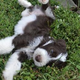 Aussiedoodles from Allons-yLife